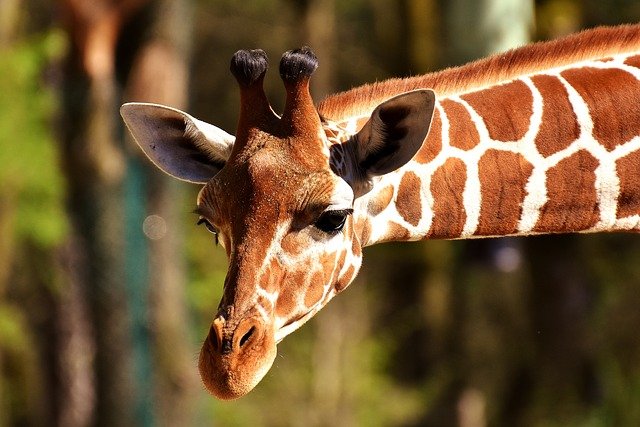 Ein Giraffenkopf vor Naturhintergrund. Die Giraffe verkörpert den wertschätzenden Umgang.
