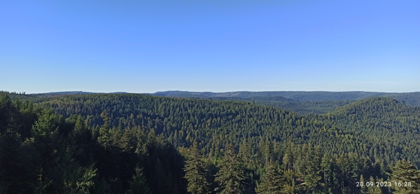 Ein Landschaftsbild mit blauem Himmel und Wald. Das Bild wurde im Schwarzwald aufgenommen und zeigt den Blick auf die Hornisgrinde.