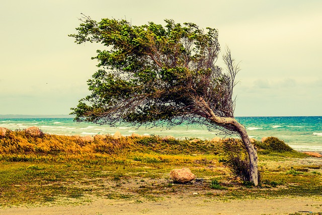 Eine Szene am Strand. Im Hintergrund sieht man das bewegte Meer, im Vordergrund steht am Strand ein Baum, der vom Sturm gebeugt ist, aber standhaft stehen bleibt. Das Bild dient als Symbol für Resilienz.